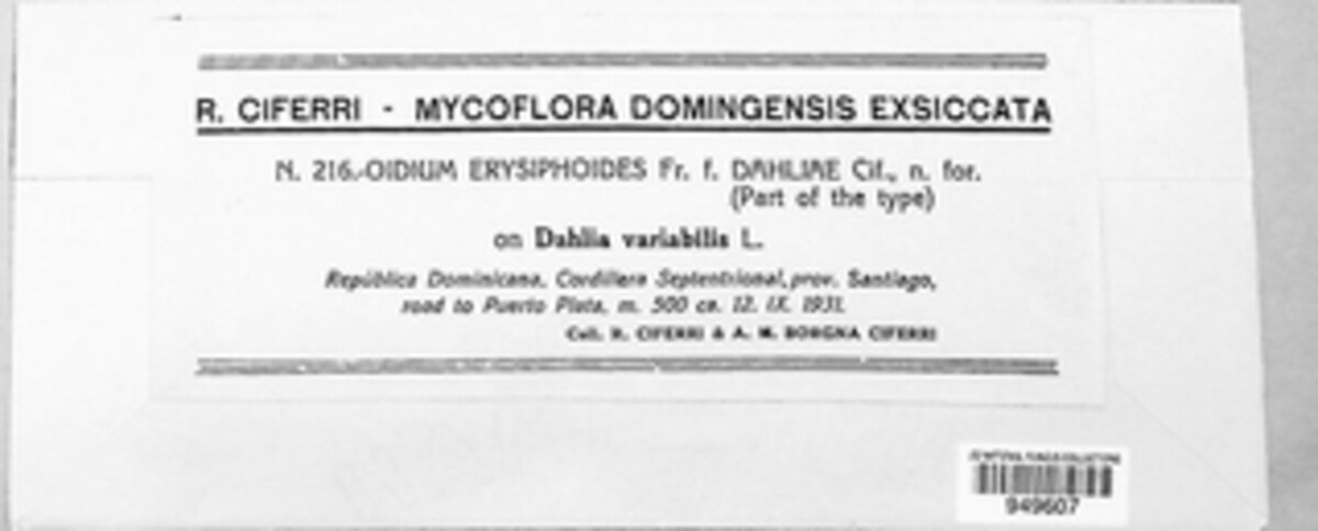 Oidium erysiphoides f. dahliae image